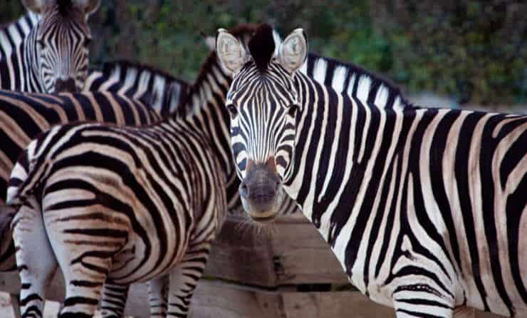 zebra Chapmanova